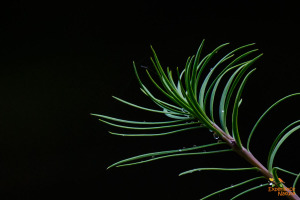 Art of Nature