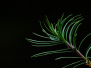 Art of Nature