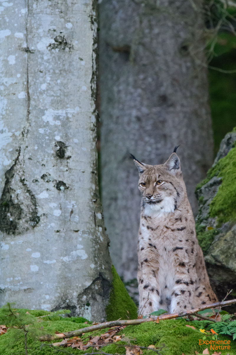 Lynx