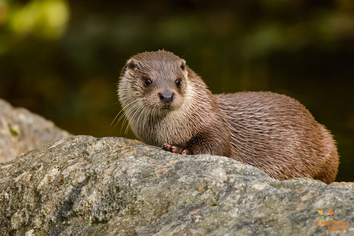 Visotter