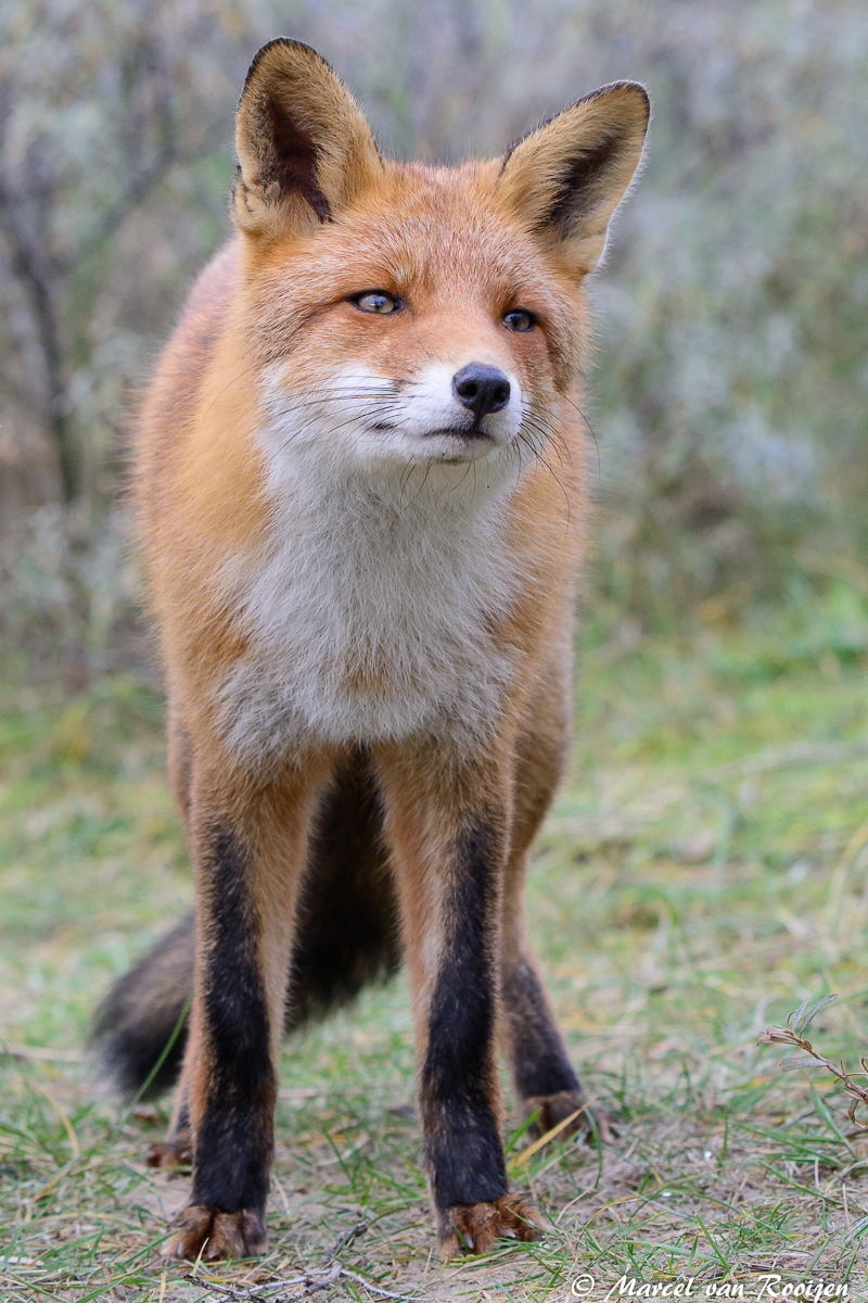 Vos