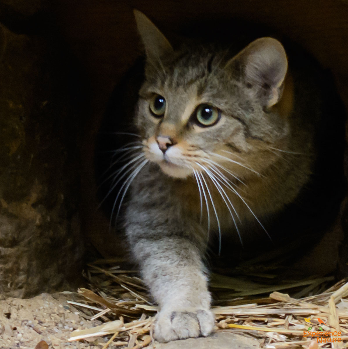 Wilde kat