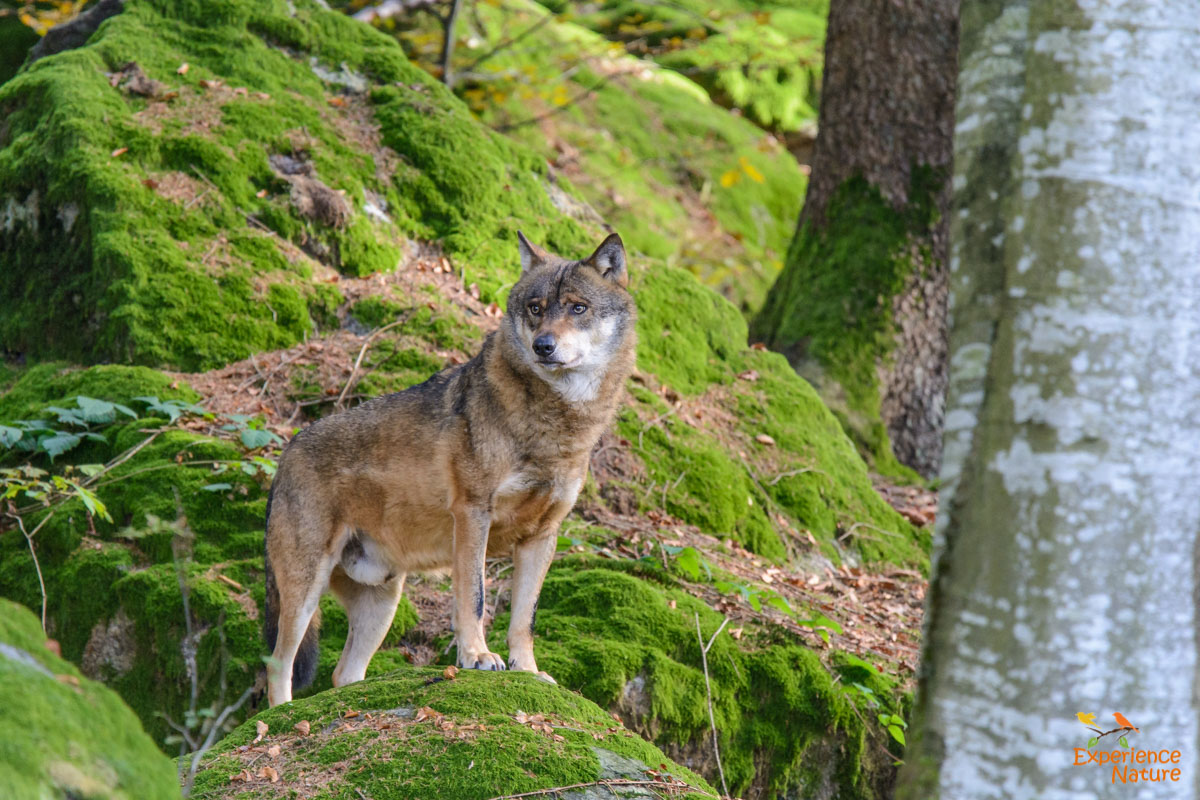Wolf