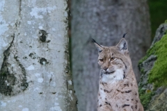 Lynx