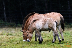 Przwalskipaard