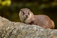 Visotter