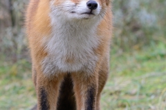 Vos