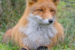 Vos