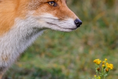 Vos