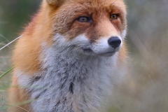 Vos