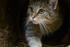 Wilde kat