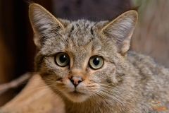 Wilde kat
