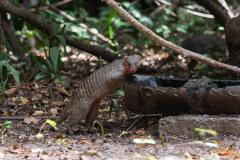 Zebramangoeste