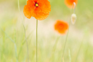 Flora