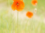 Flora