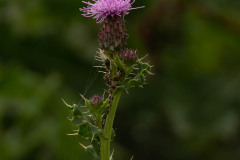 Akkerdistel