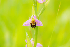 Bijenorchis