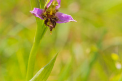 Bijenorchis