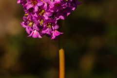 Bloem