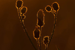 Bloem