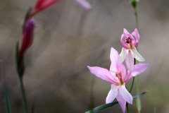 Orchidee