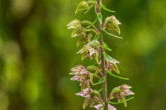 Brede wespenorchis