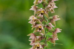 Brede wespenorchis