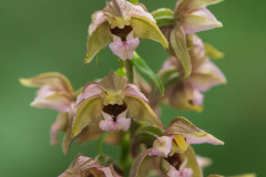 Brede wespenorchis