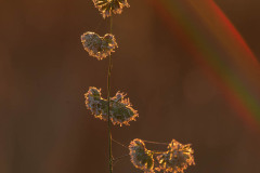 Gras
