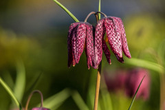 Kievitsbloem