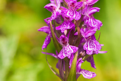 Rietorchis