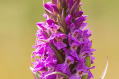 Rietorchis