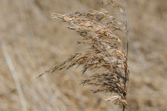 Rietpluim