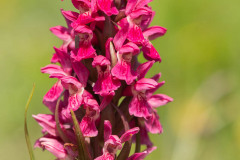Steenrode orchis