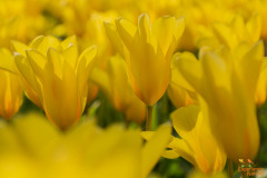 Tulpen