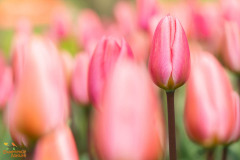 Tulpen