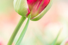 Tulp