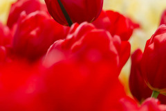 Tulp