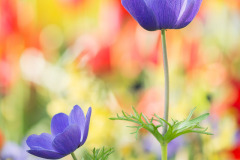 Tulp