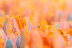 Tulp