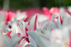 Tulp