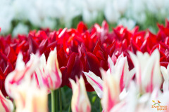 Tulp