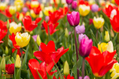 Tulpen
