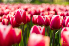 Tulpen