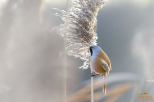 Vogels