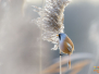 Vogels