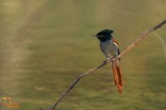 Afrikaanse paradijsmonarch
