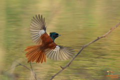 Afrikaanse paradijsmonarch