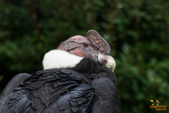 Andes condor