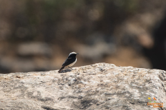 Arabische rouwtapuit